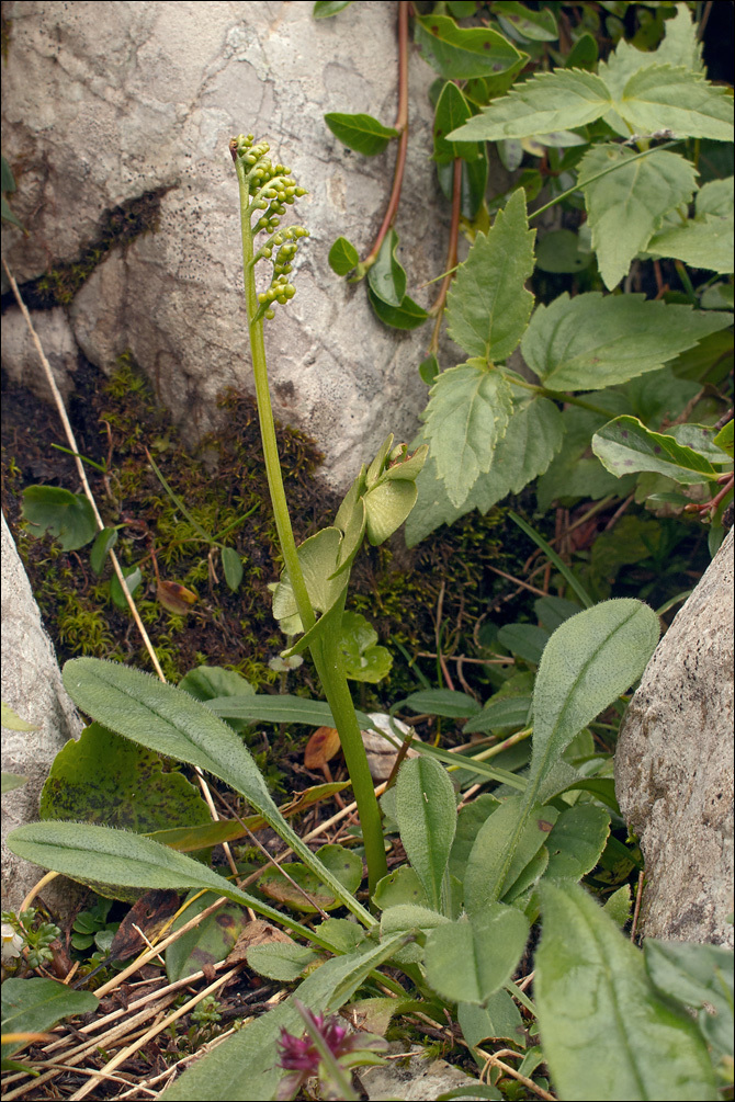 Image of common moonwort