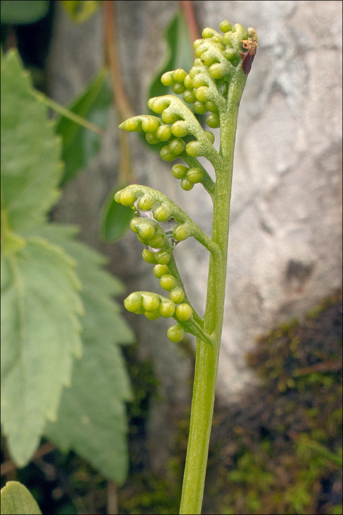 Image of common moonwort