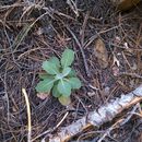 Image of Yosemite rockcress