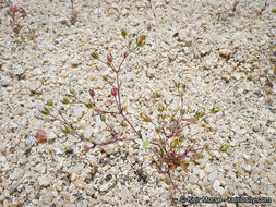 Image of <i>Minuartia douglasii</i>