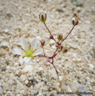 Image of <i>Minuartia douglasii</i>