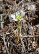 Image of <i>Minuartia douglasii</i>