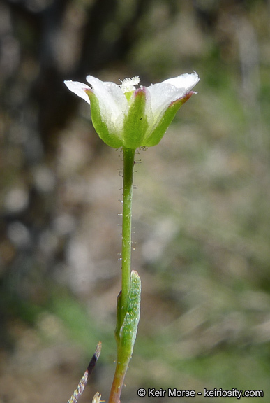 Image of <i>Minuartia douglasii</i>