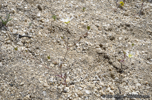 Image of <i>Minuartia douglasii</i>