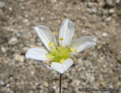 Image of <i>Minuartia douglasii</i>