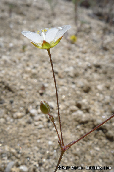 Image of <i>Minuartia douglasii</i>