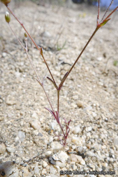 Image of <i>Minuartia douglasii</i>