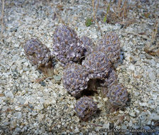 Image of desert christmas tree