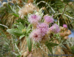 Image of arrowweed