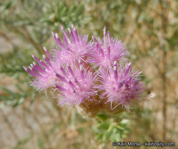 Pluchea sericea (Nutt.) Coville resmi