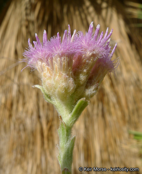 Pluchea sericea (Nutt.) Coville resmi