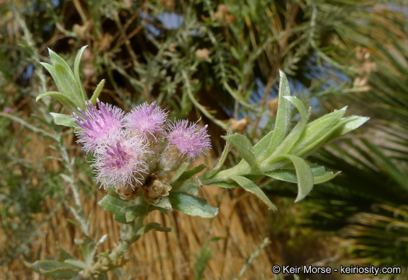 Pluchea sericea (Nutt.) Coville resmi