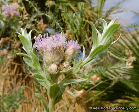 Pluchea sericea (Nutt.) Coville resmi