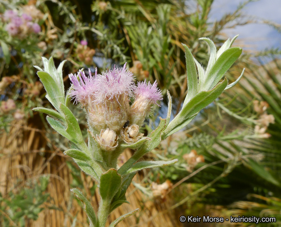 Image of arrowweed