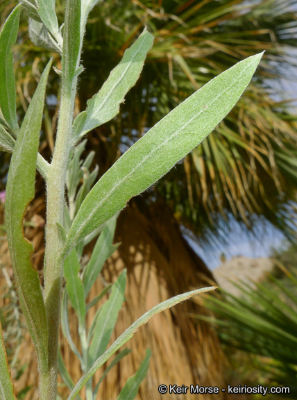 Image of arrowweed