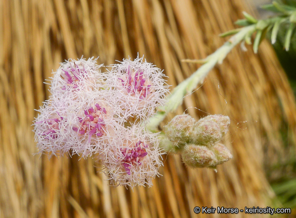 Pluchea sericea (Nutt.) Coville resmi