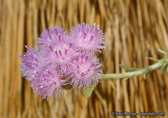 Pluchea sericea (Nutt.) Coville resmi