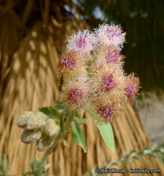 Pluchea sericea (Nutt.) Coville resmi