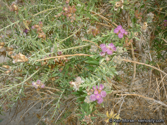 Pluchea sericea (Nutt.) Coville resmi