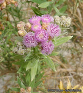 Image of arrowweed