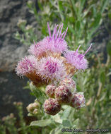 Image of arrowweed