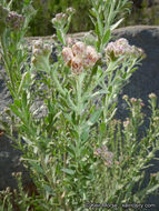 Image of arrowweed