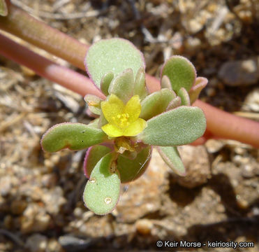 Image of common purslane