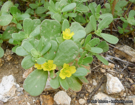 Plancia ëd Portulaca oleracea L.