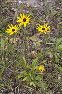 Image of Rudbeckia hirta var. pulcherrima Farw.