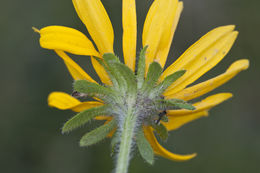 Image of Rudbeckia hirta var. pulcherrima Farw.