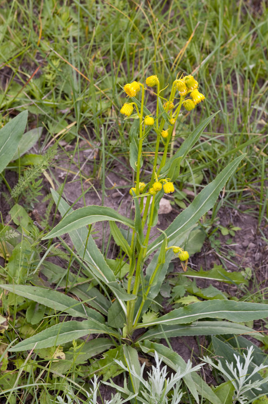 Image of nodding ragwort