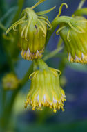 Image of nodding ragwort