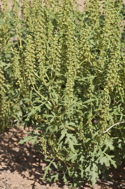 Image of flatspine bur ragweed