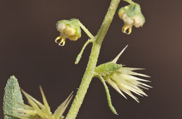 Image of flatspine bur ragweed