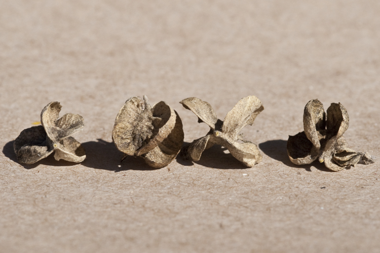 Image of fourwing saltbush