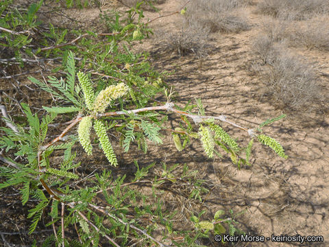 Image of Torrey mesquite