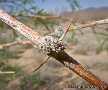 Image of Torrey mesquite