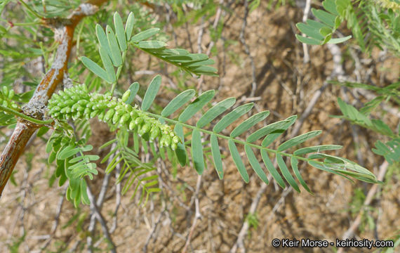 Image of Torrey mesquite