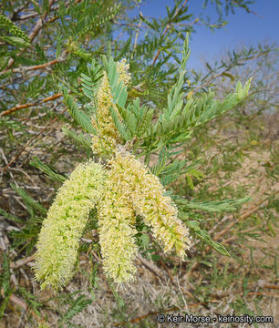 Image of Torrey mesquite