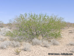 Image of Torrey mesquite