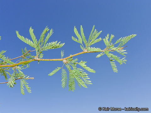 Image of Torrey mesquite