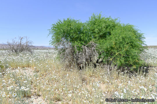 Image of Torrey mesquite