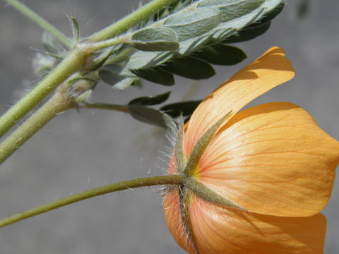 Image de Kallstroemia grandiflora Torr. ex A. Gray