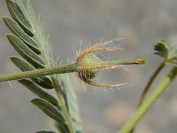 Image de Kallstroemia grandiflora Torr. ex A. Gray