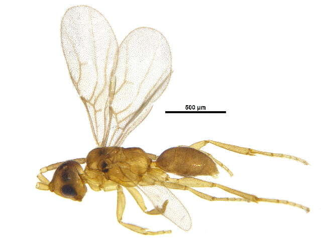 Image of Embolemidae