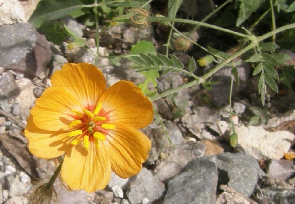 Image de Kallstroemia grandiflora Torr. ex A. Gray