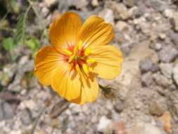 Image de Kallstroemia grandiflora Torr. ex A. Gray