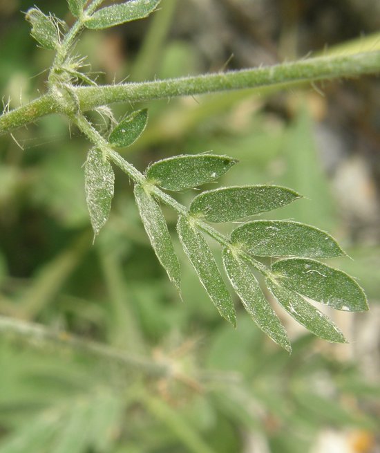 Image de Kallstroemia grandiflora Torr. ex A. Gray