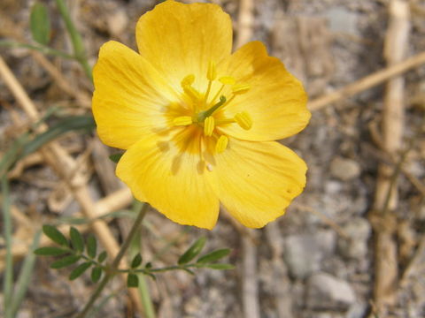 Image of Arizona poppy