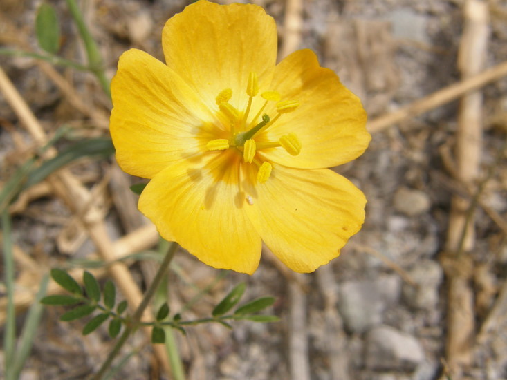 Image de Kallstroemia grandiflora Torr. ex A. Gray